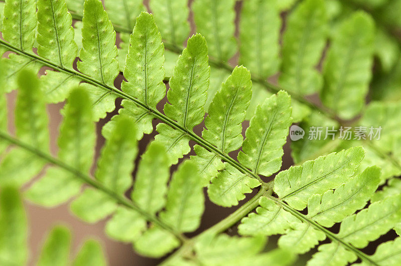 蕨类植物