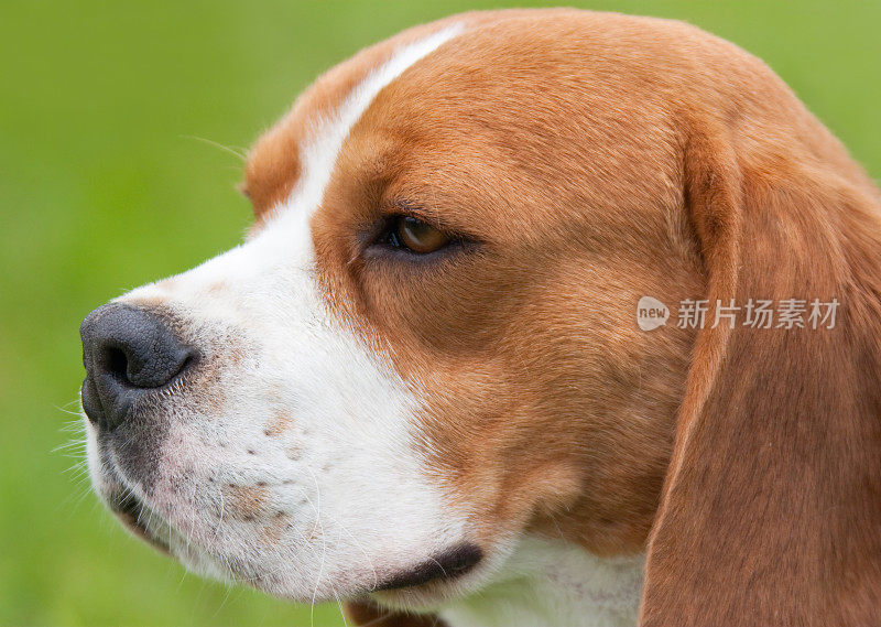 小猎犬的肖像