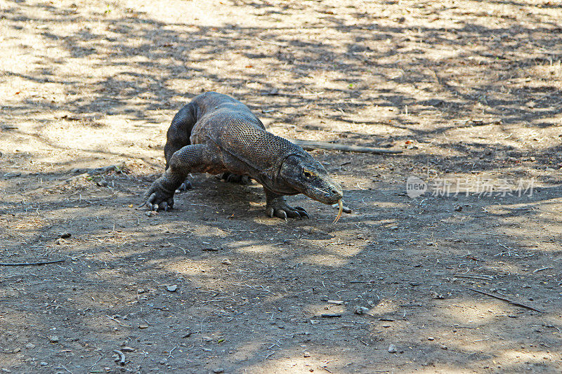 印度尼西亚:林卡岛上的科莫多巨蜥