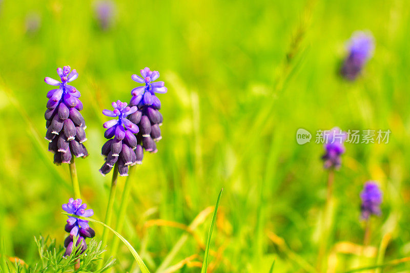 Grape-Hyacinth。