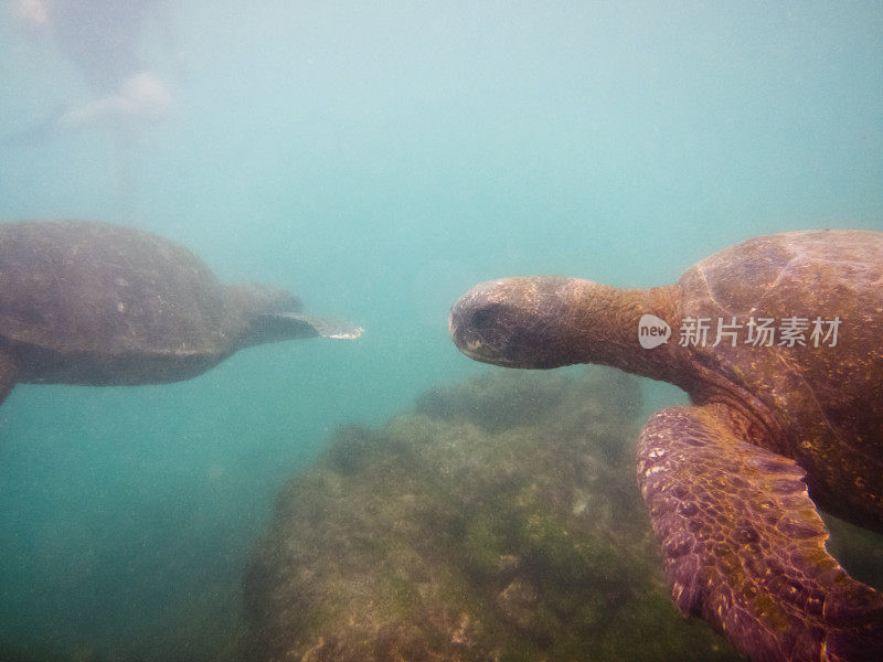 加拉帕戈斯:在水下游泳的绿海龟