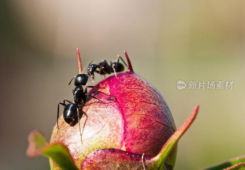 牡丹花蕾上的蚂蚁