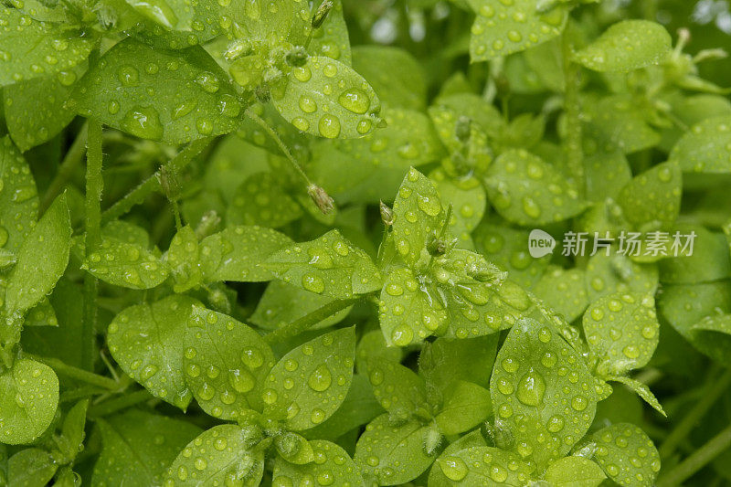 高角度的视图与雨滴的叶子