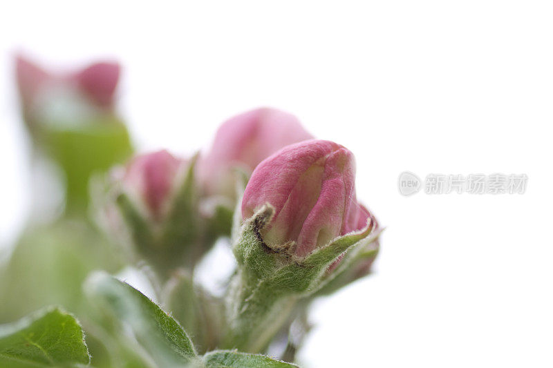 苹果树开花