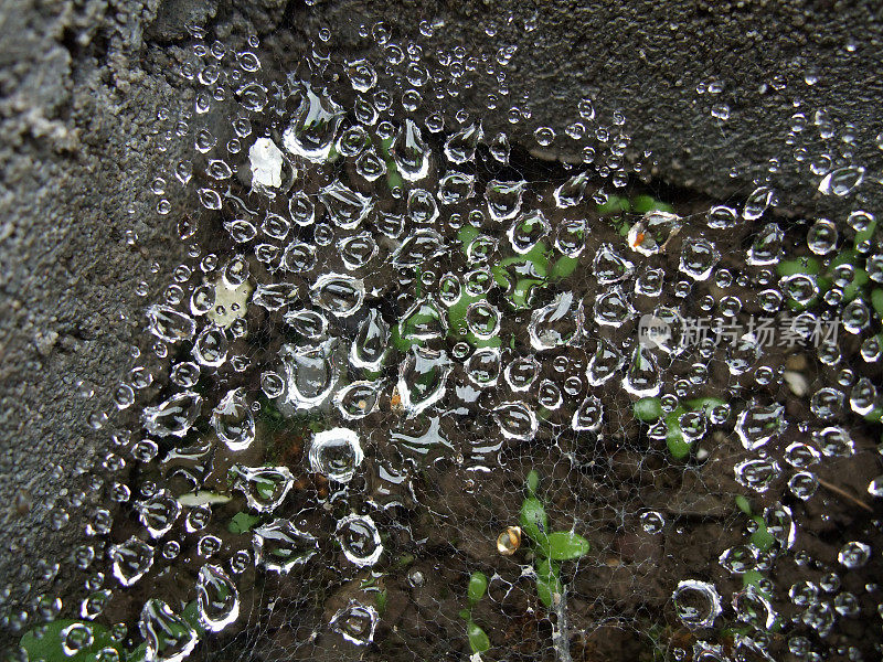 蜘蛛网上的雨滴