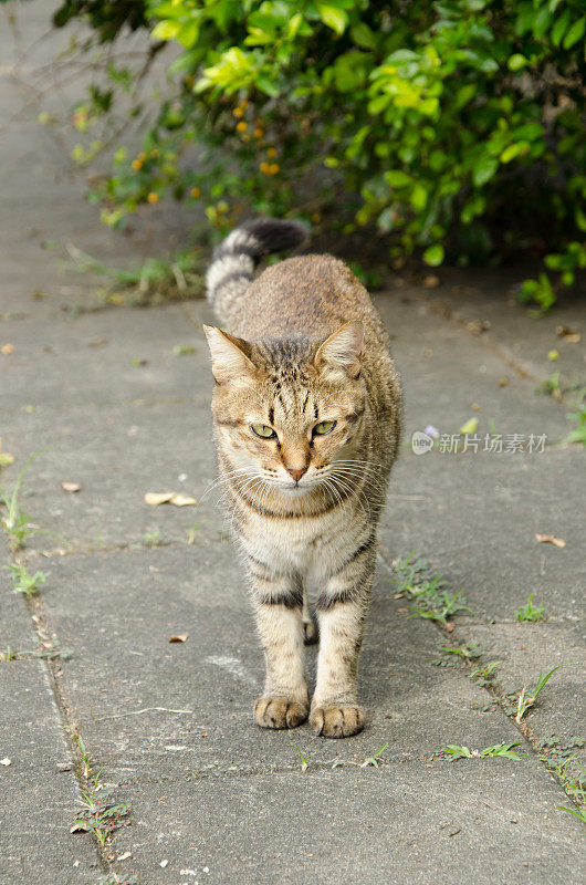 未驯服的猫