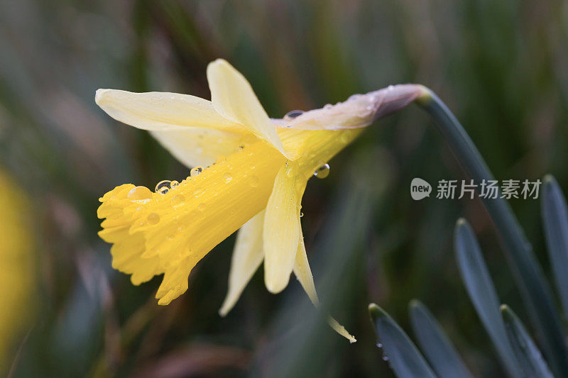 春雨