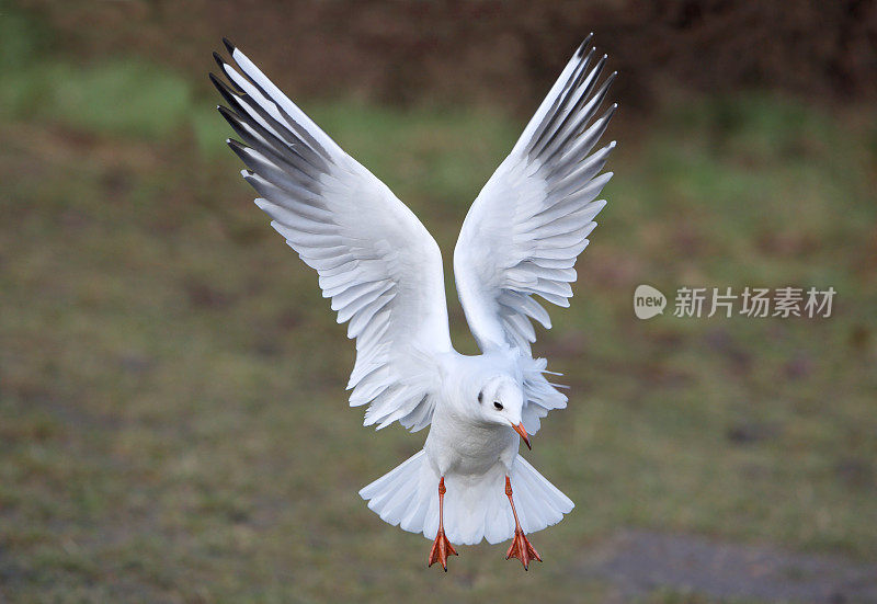 着陆海鸥