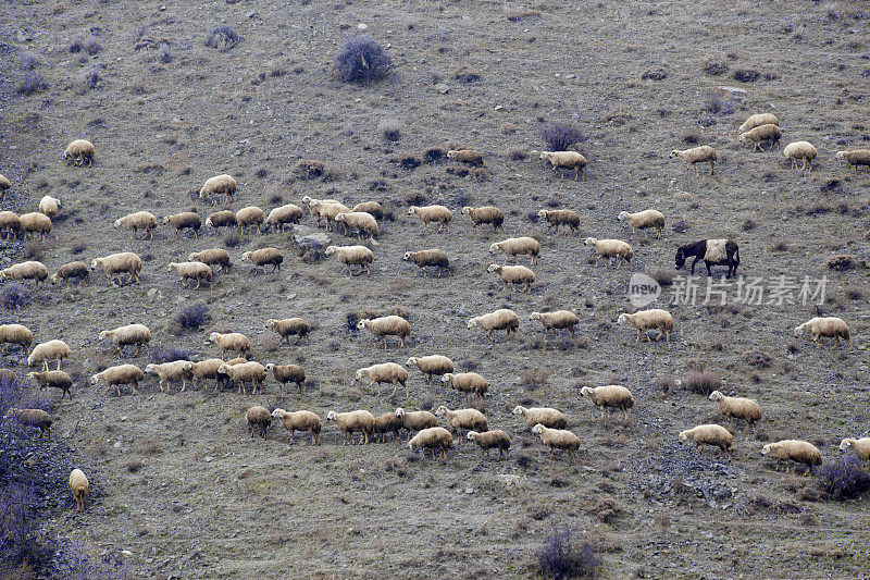 在土耳其放牧羊群和驴子