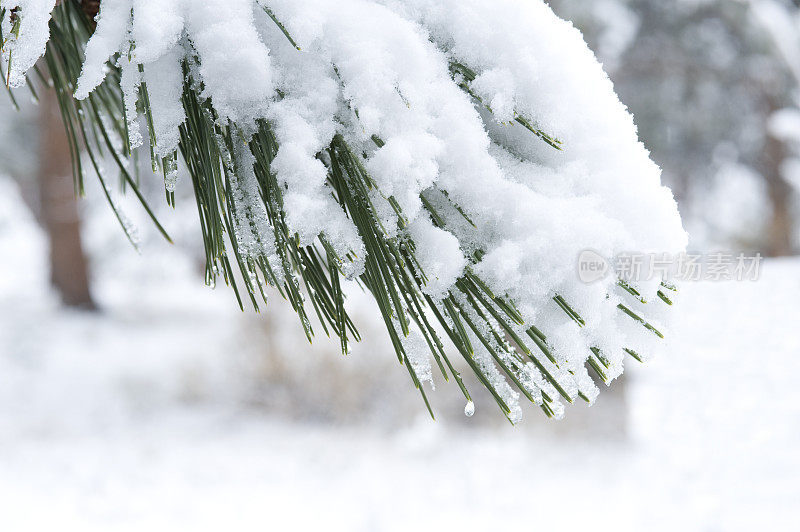 雪中的松树枝