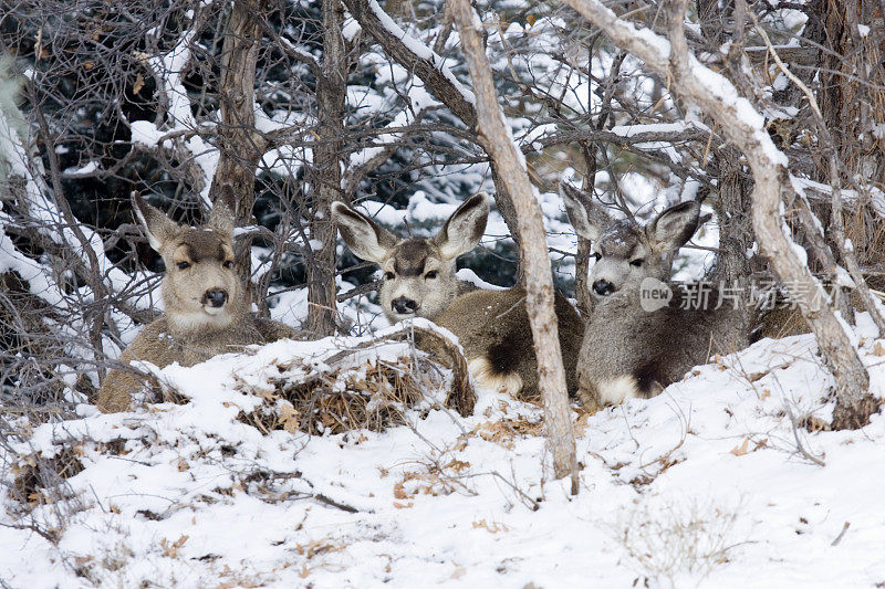 科罗拉多骡鹿在落基山冬季雪