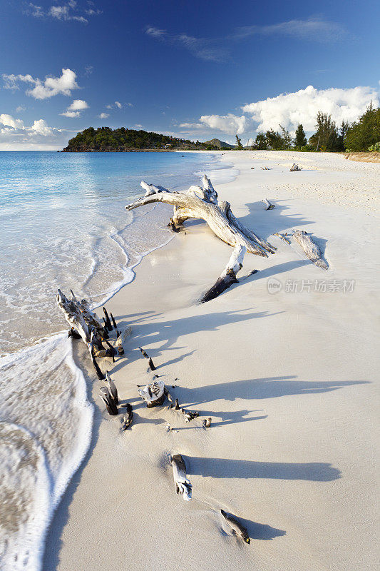 加勒比海滩上的浮木