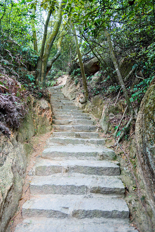 穿过树林的小路