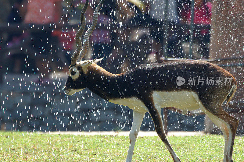 热带雨中的黑羚