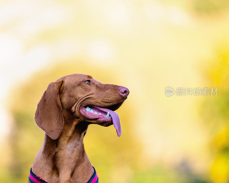 侦探犬的狗