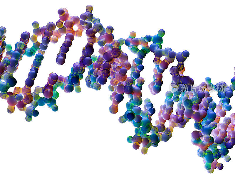 DNA分子模型