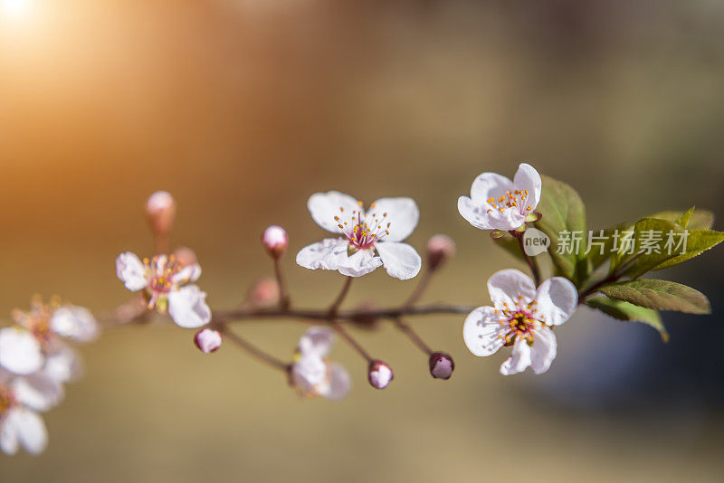 樱花樱花