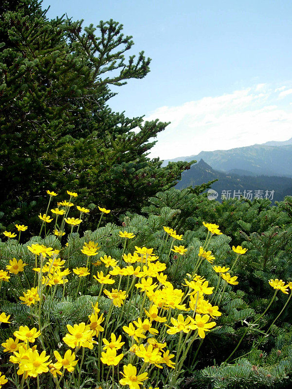 黄色的野花