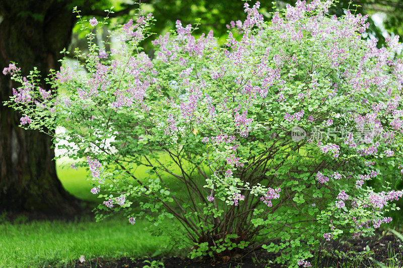 花园里盛开的丁香花丛