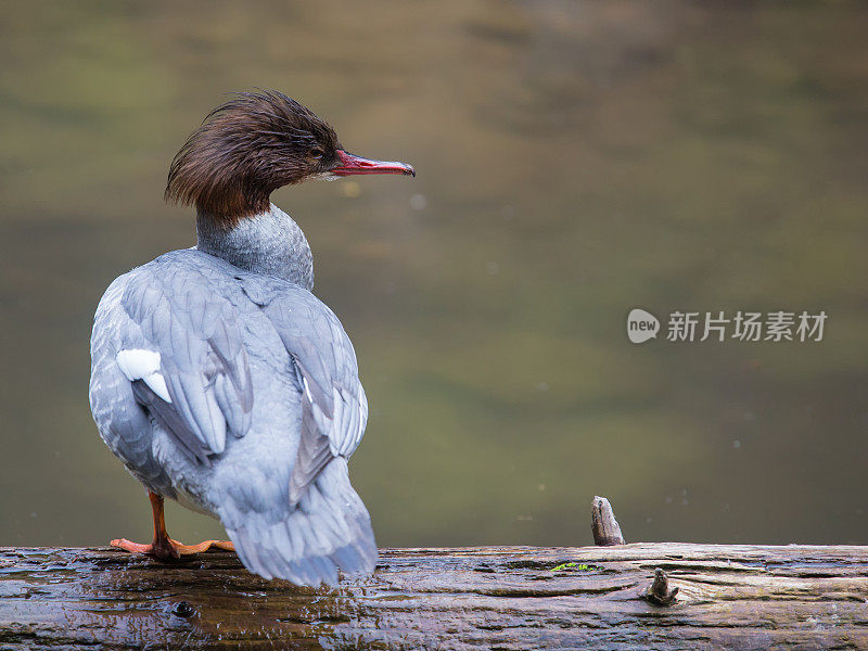 秋沙鸭(Mergus秋沙鸭)