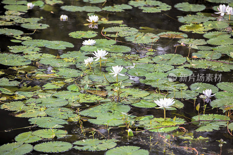 白水百合生长在一个池塘