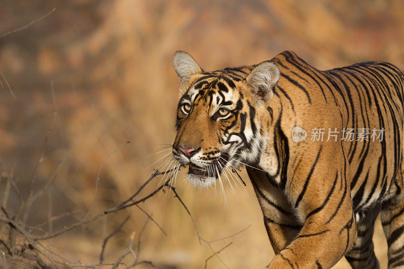 印度Ranthambore国家公园的野生老虎