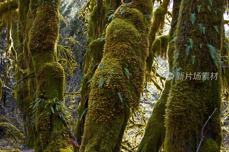 何氏热带雨林著名的苔藓