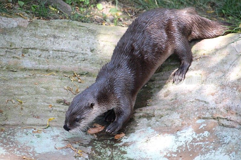 水獭