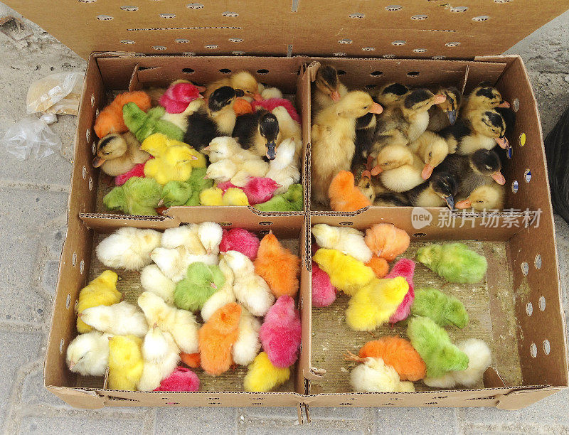 土耳其安卡拉市出售的彩色鸡鸭