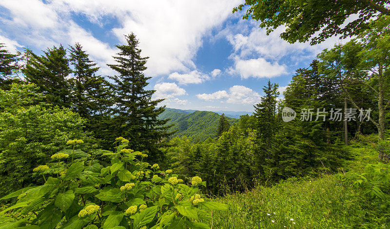 烟雾缭绕的高山林地