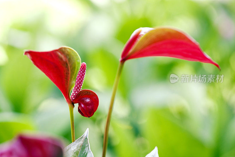 花烛属植物