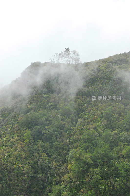 去山顶和灌木丛的路――马德拉