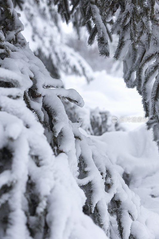 暴风雪过后，云杉的树枝被雪覆盖