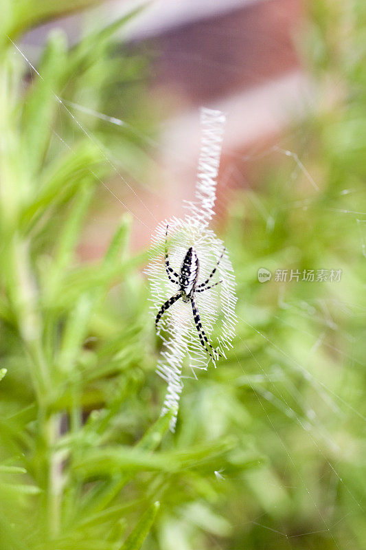 密西西比州花园蜘蛛