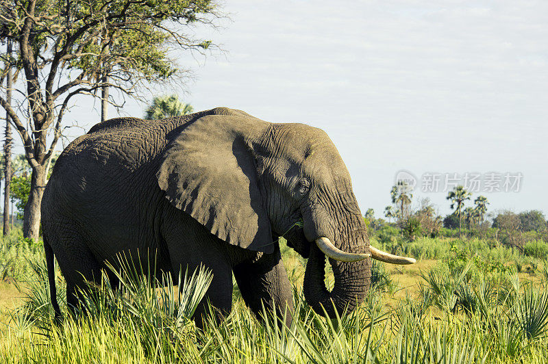 奥卡万戈三角洲的非洲象