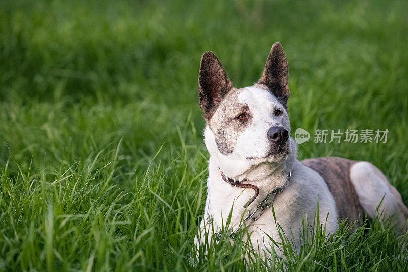 狗躺在草地上望着别处