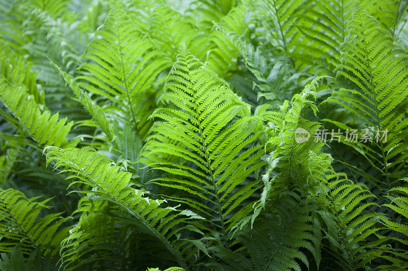 蕨类植物在雨中