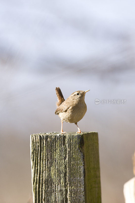 雷恩(Troglodytes-troglodytes)