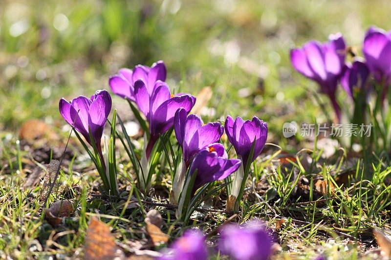 春天，绿色草地上盛开着紫色的番红花