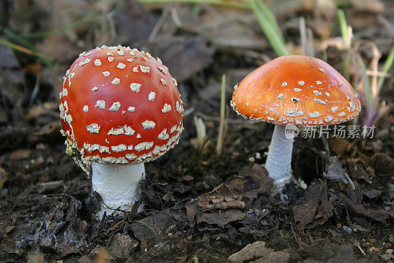 Fly-agaric