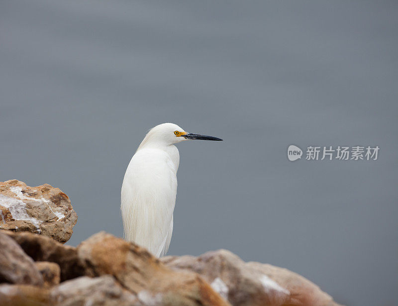 白鹭栖息在岩石上