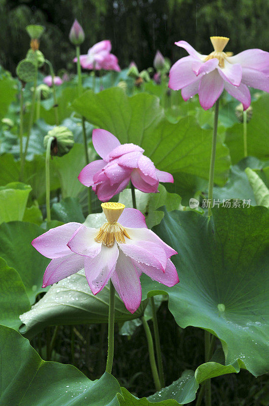 印度斯利那加达尔湖的粉白色莲花