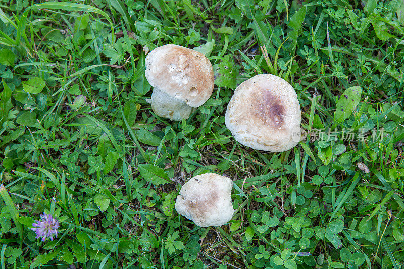 大自然中美丽的山蓬…牛肝菌属菌类可食的……牛肝菌菇