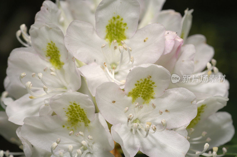 杜鹃花(最大杜鹃花)植物