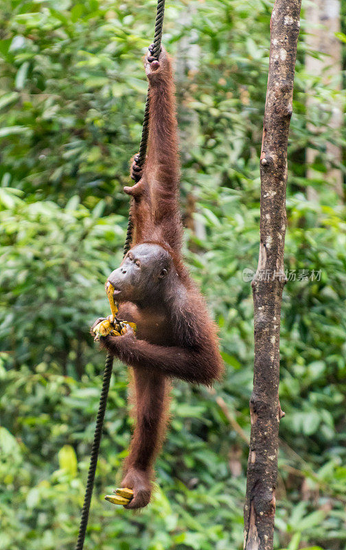 婆罗洲猩猩在吃香蕉