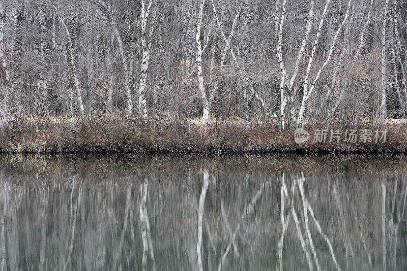 湖边的桦树:在水中对称的倒影