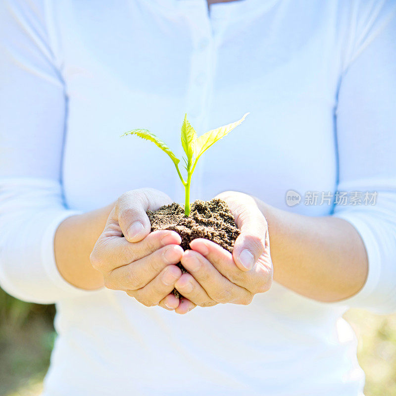 一株植物在女性手中