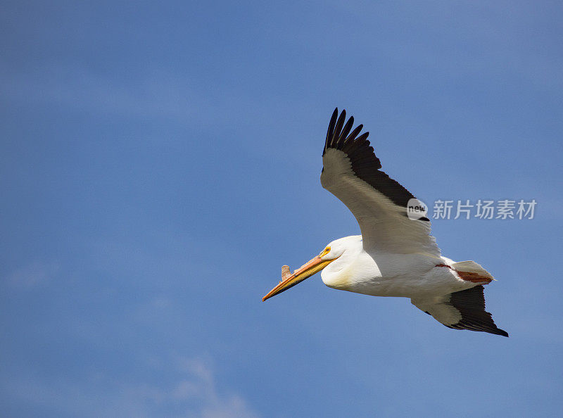 飞行中的美国白鹈鹕