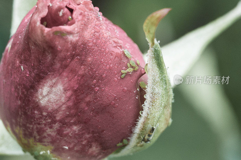 蚜虫(蚜科)-绿色昆虫