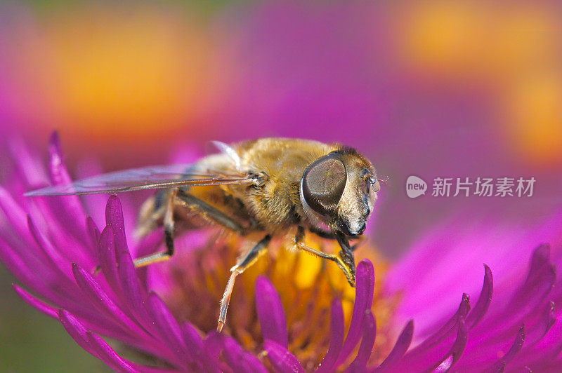 粪蜂在紫花菊上